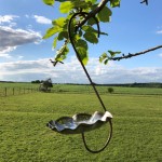 c. Single Flower.jpg